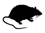 Rat Silhouette  Decal Sticker